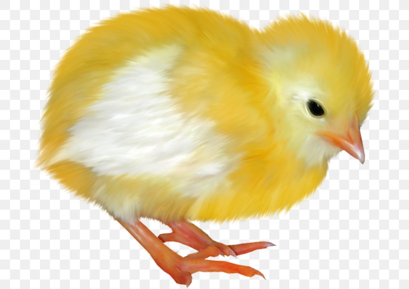 Chicken Blog Easter Clip Art, PNG, 700x579px, Chicken, Beak, Bird, Blog, Diary Download Free