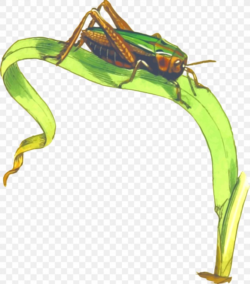 Grasshopper Cricket Clip Art, PNG, 2110x2400px, Grasshopper, Amphibian, Cdr, Cricket, Frog Download Free