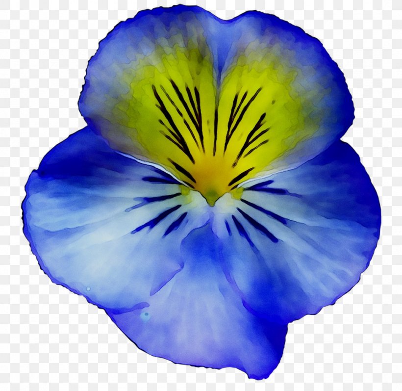 Pansy Blue Yellow Flower, PNG, 1074x1044px, Pansy, Blue, Flower, Flowering Plant, Morning Glory Download Free
