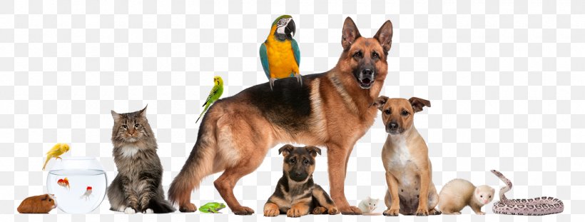 Pet Sitting Dog Walking Cat, PNG, 1400x531px, Pet Sitting, Animal, Animal Rescue Group, Animal Shelter, Carnivoran Download Free
