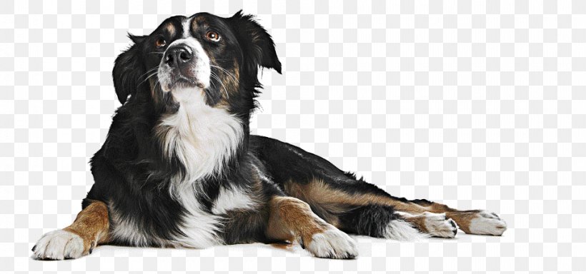 Chihuahua German Shepherd How Smart Is Your Dog? Puppy Dog Behavior, PNG, 960x450px, Chihuahua, Bernese Mountain Dog, Brian Hare, Carnivoran, Cognition Download Free