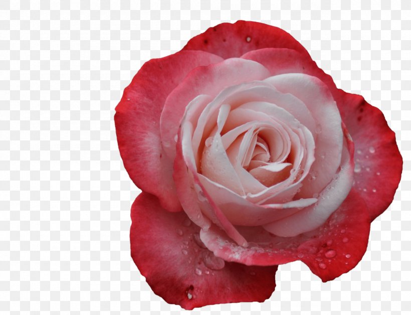 Garden Roses Cabbage Rose Floribunda Petal Cut Flowers, PNG, 1280x981px, Garden Roses, Cabbage Rose, Camellia, China Rose, Chinese Cuisine Download Free