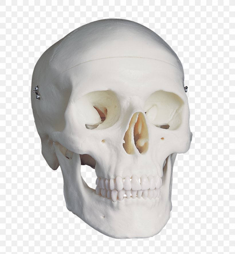 Skull Anatomy Brain Homo Sapiens Falx Cerebri, PNG, 1019x1103px, Skull, Anatomy, Biology, Bone, Brain Download Free