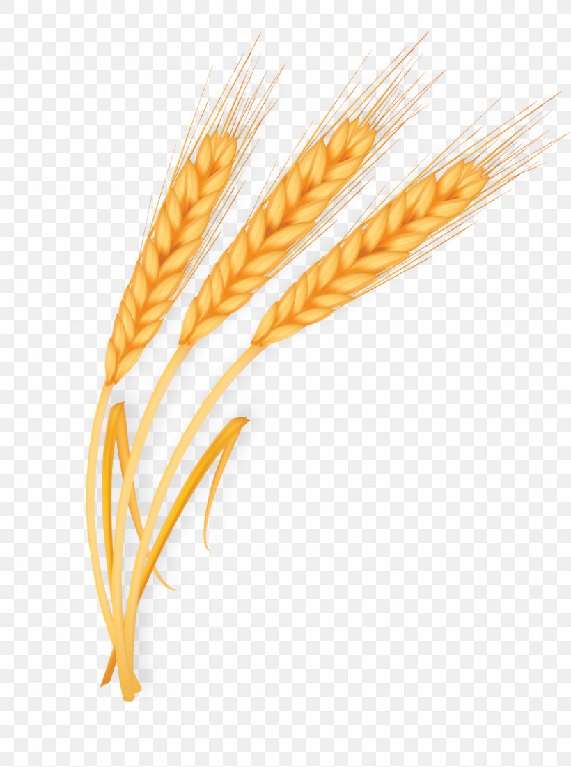 Wheat Gold, PNG, 859x1154px, Wheat, Cereal, Commodity, Corn On The Cob, Designer Download Free