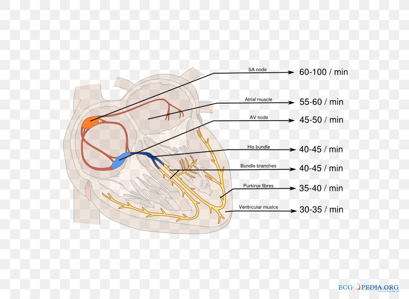Atrioventricular Node Electrocardiography Sinoatrial Node Right Bundle Branch Block Cardiology, PNG, 800x600px, Watercolor, Cartoon, Flower, Frame, Heart Download Free