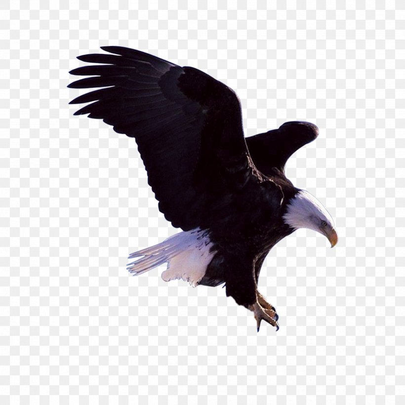 Bald Eagle Bird, PNG, 2500x2500px, Bald Eagle, Beak, Bird, Bird Of Prey, Crow Like Bird Download Free