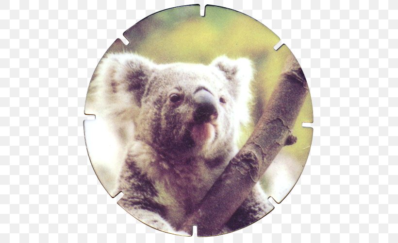 Koala Marsupial Mammal Animal Snout, PNG, 500x500px, Koala, Animal, Bear, Mammal, Marsupial Download Free