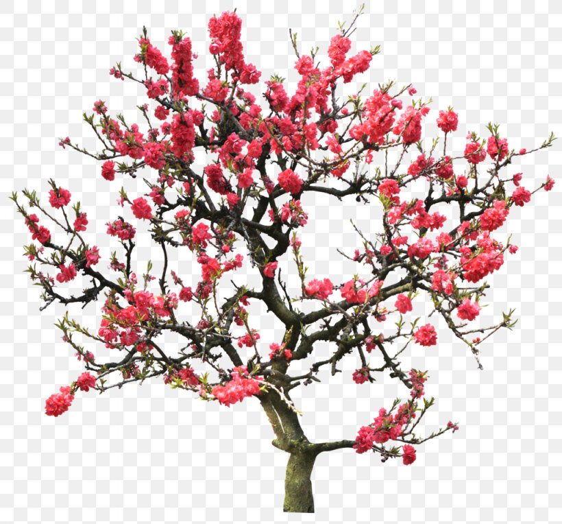 Tree Photography Clip Art, PNG, 1024x955px, Tree, Blossom, Branch, Camera, Cherry Blossom Download Free