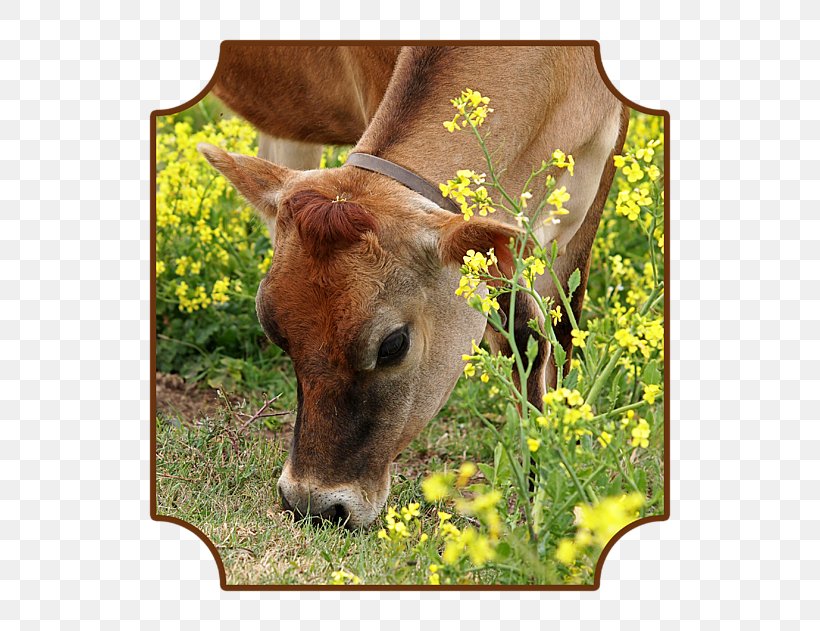 Calf Jersey Cattle Charolais Cattle Grazing Art, PNG, 600x631px, Calf, Antler, Art, Cattle, Cattle Like Mammal Download Free