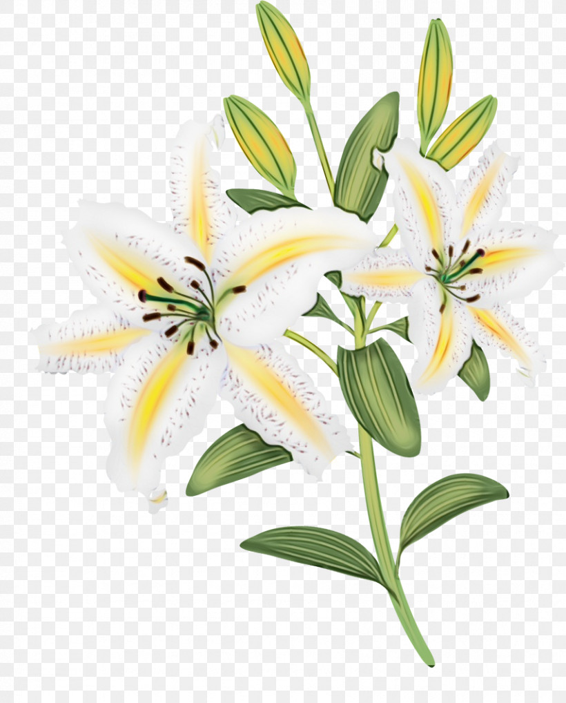 Flower Lily White Plant Yellow, PNG, 853x1059px, Watercolor, Bouquet, Cut Flowers, Edelweiss, Flower Download Free