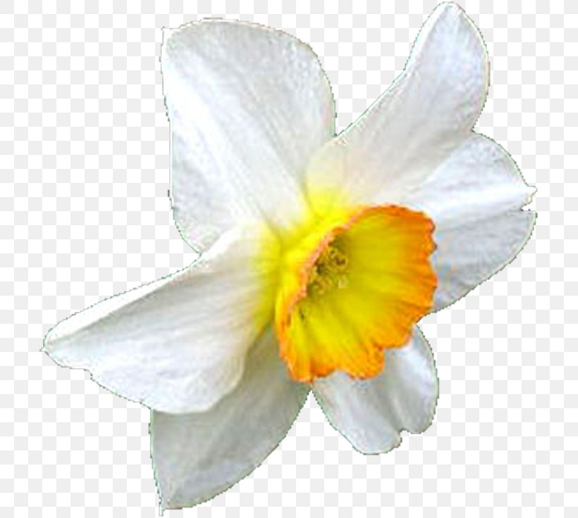 Daffodil Flower Clip Art, PNG, 711x736px, Daffodil, Amaryllis, Amaryllis Family, Flower, Flowering Plant Download Free