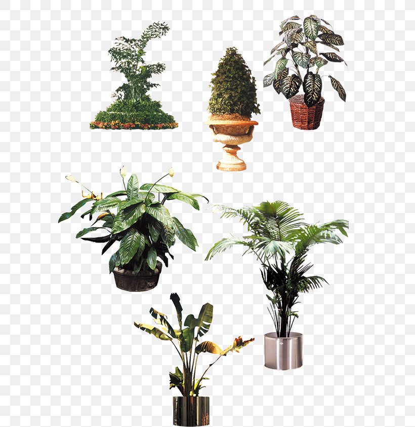 Houseplant Flowerpot Tree, PNG, 595x842px, Houseplant, Evergreen, Flowerpot, Plant, Tree Download Free