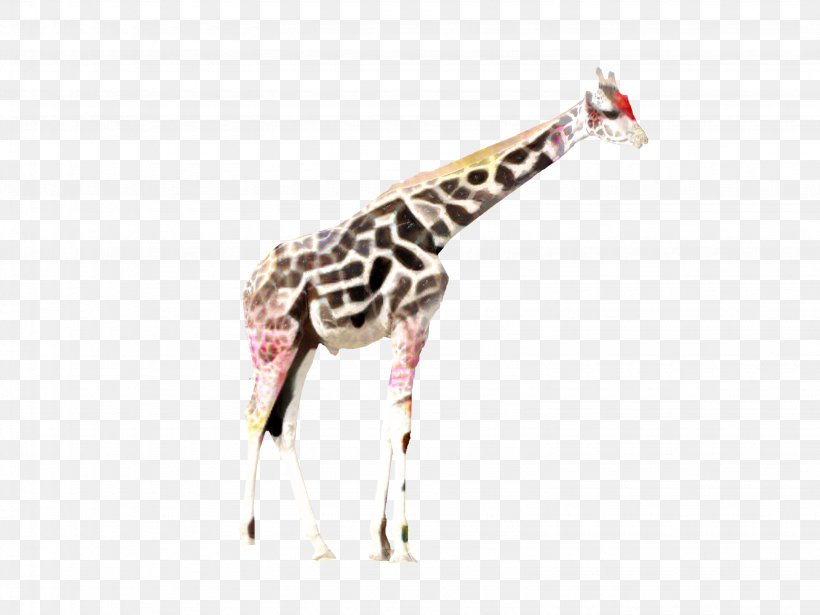 Web Design, PNG, 3070x2304px, Giraffe, Animal, Fawn, Giraffe Clip, Giraffidae Download Free