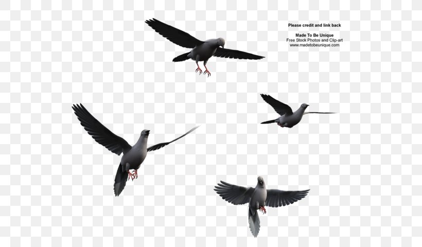 Bird Flight Bird Flight Wing Clip Art, PNG, 600x480px, Bird, Beak, Bird Flight, Bird Migration, Ducks Geese And Swans Download Free