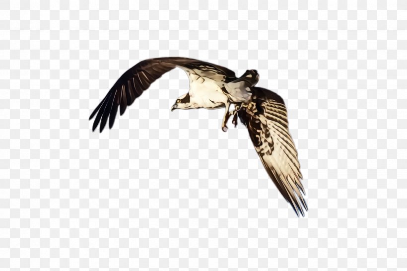 Flying Bird Background, PNG, 2448x1632px, Flying Eagle, Beak, Bird, Buzzard, Eagle Download Free