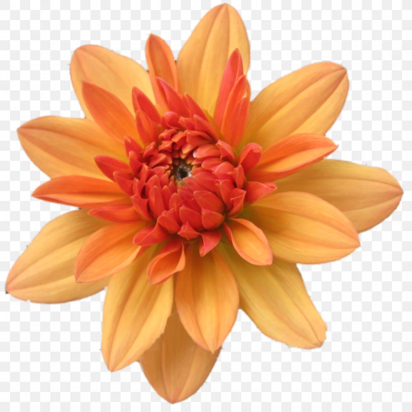 Orange Flower Clip Art, PNG, 1280x1280px, Orange, Abstraction, Chrysanths, Color, Cut Flowers Download Free