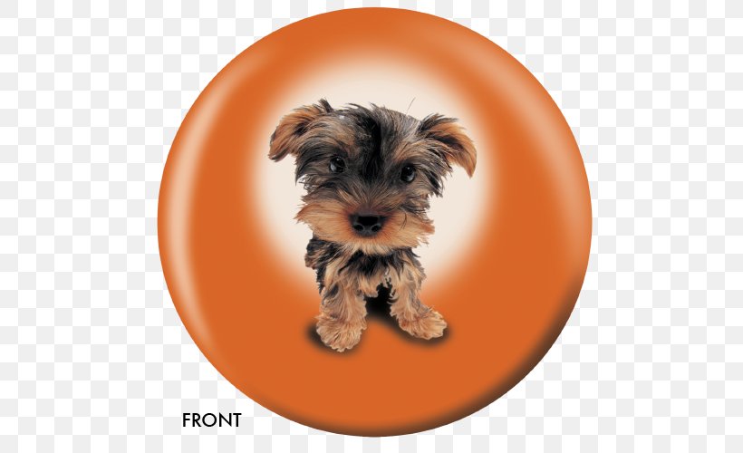Yorkshire Terrier Puppy Norfolk Terrier Morkie West Highland White Terrier, PNG, 500x500px, Yorkshire Terrier, Ball, Bowling, Bowling Balls, Carnivoran Download Free