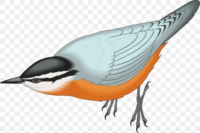 Red-breasted Nuthatch White-breasted Nuthatch Bird Clip Art, PNG, 999x668px, Nuthatch, Beak, Bird, Drawing, Fauna Download Free