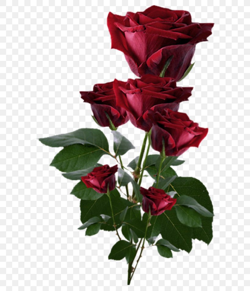 Rose Clip Art, PNG, 652x956px, Rose, Annual Plant, China Rose, Cut Flowers, Floribunda Download Free
