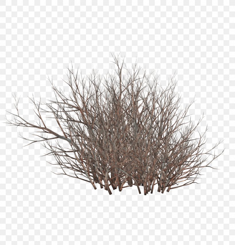 Twig Shrub Clip Art, PNG, 1036x1079px, Twig, Branch, Grass, Information, Plant Download Free