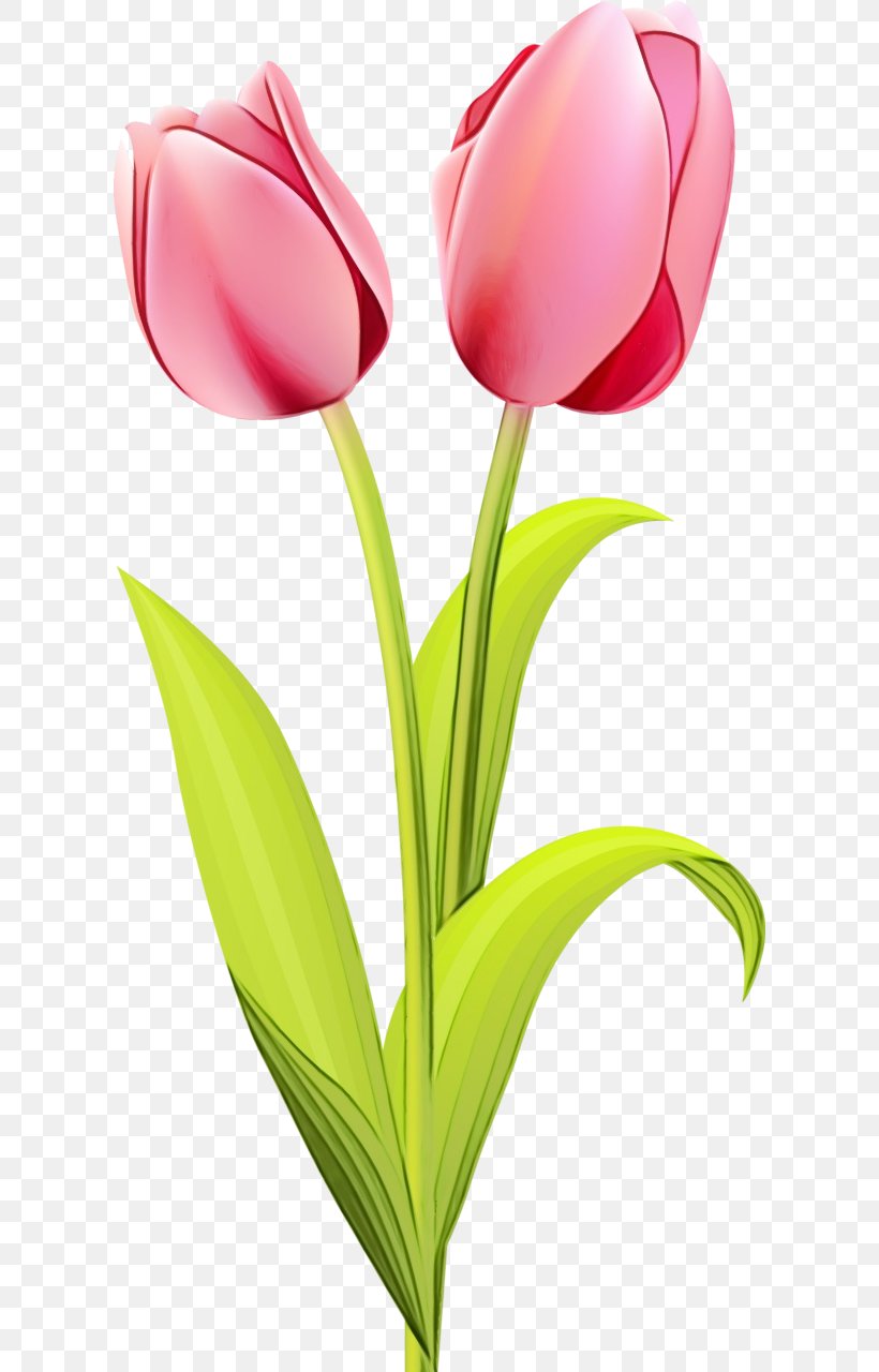 Watercolor Pink Flowers, PNG, 608x1280px, Watercolor, Anthurium, Artificial Flower, Closeup, Cut Flowers Download Free
