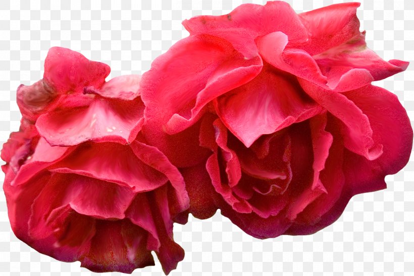 Flower Bouquet Garden Roses Red, PNG, 1200x803px, Flower, Bud, China Rose, Cut Flowers, Floribunda Download Free
