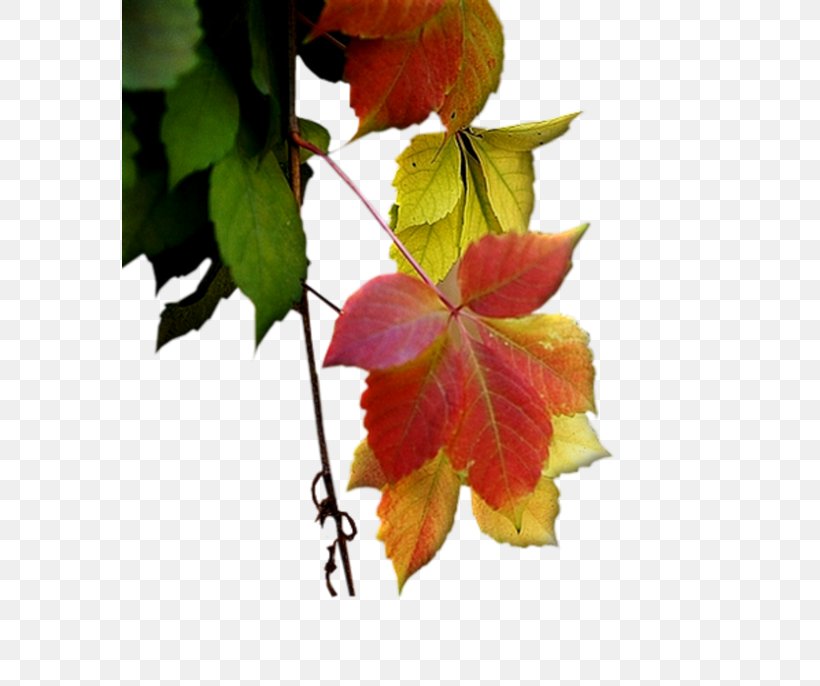 Leaf Autumn Petal Deciduous, PNG, 576x686px, Leaf, Autumn, Branch, Deciduous, Faq Download Free