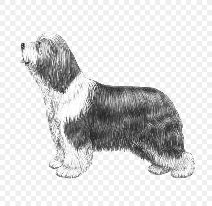 Bearded Collie Glen Otterhound Petit Basset Griffon Vendéen Briquet Griffon Vendéen, PNG, 800x800px, Bearded Collie, Bread Pan, Breed, Carnivoran, Collie Download Free