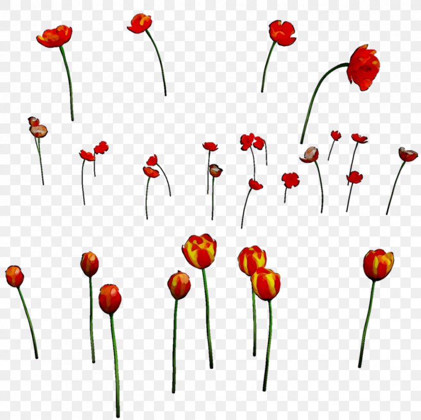 Clip Art Flowering Plant Plant Stem Plants, PNG, 993x990px, Flowering Plant, Botany, Coquelicot, Corn Poppy, Flower Download Free
