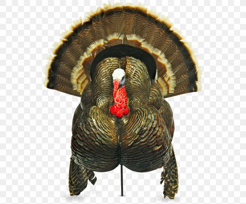 Decoys Domesticated Turkey Turkey Hunting, PNG, 960x800px, Decoy, Beak, Domesticated Turkey, Domestication, Dressing Download Free