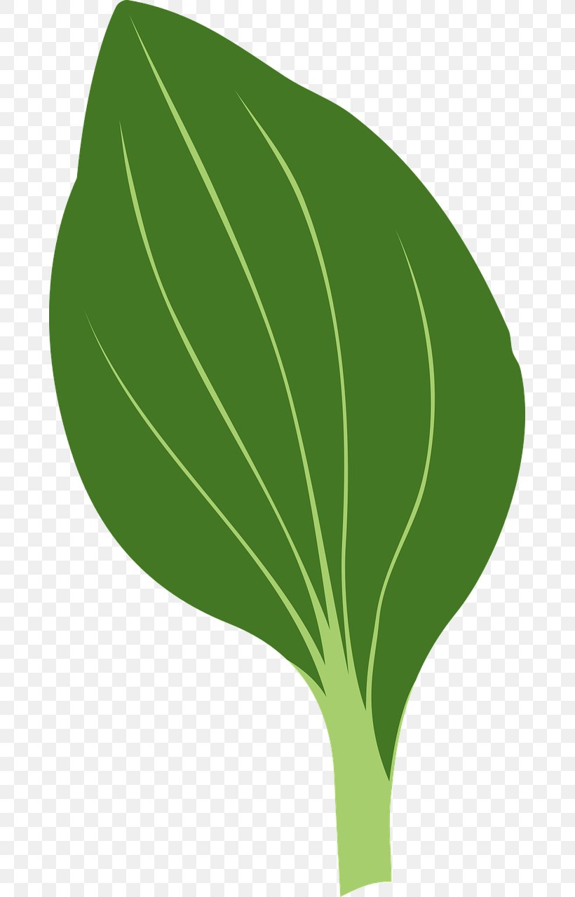 Drawing Leaf Clip Art, PNG, 679x1280px, Drawing, Flora, Grass, Green, Leaf Download Free