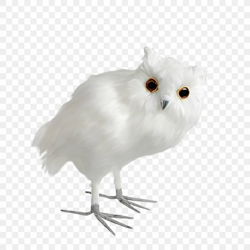 Little Owl Bird Chouettes Et Hiboux Dxe9coration, PNG, 2362x2362px, Owl, Animal, Art, Beak, Bird Download Free