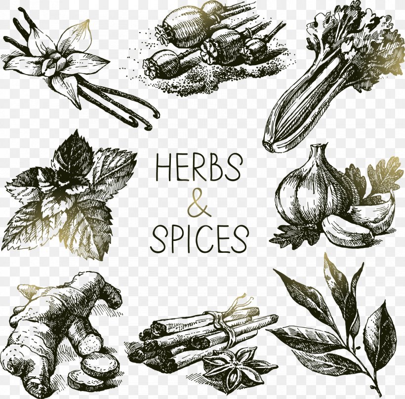 Spice Herb Drawing Royaltyfree PNG 1678x1654px Spice Black And White  Drawing Food Ginger Download Free