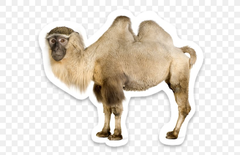 Wild Bactrian Camel Dromedary Sahara, PNG, 618x530px, Bactrian Camel, Bactria, Camel, Camel Like Mammal, Camel Train Download Free