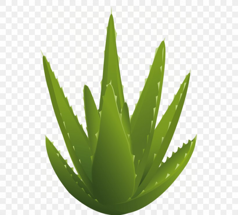 Aloe Vera Drawing Stock Photography Clip Art, PNG, 1000x900px, Aloe Vera, Aloe, Botanical Illustration, Can Stock Photo, Drawing Download Free