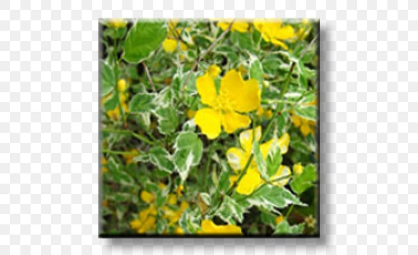 Kerria Japonica Shrub Garden Variegation Leaf, PNG, 500x500px, Kerria Japonica, Annual Plant, Chelidonium, Common Tormentil, Deutzia Download Free
