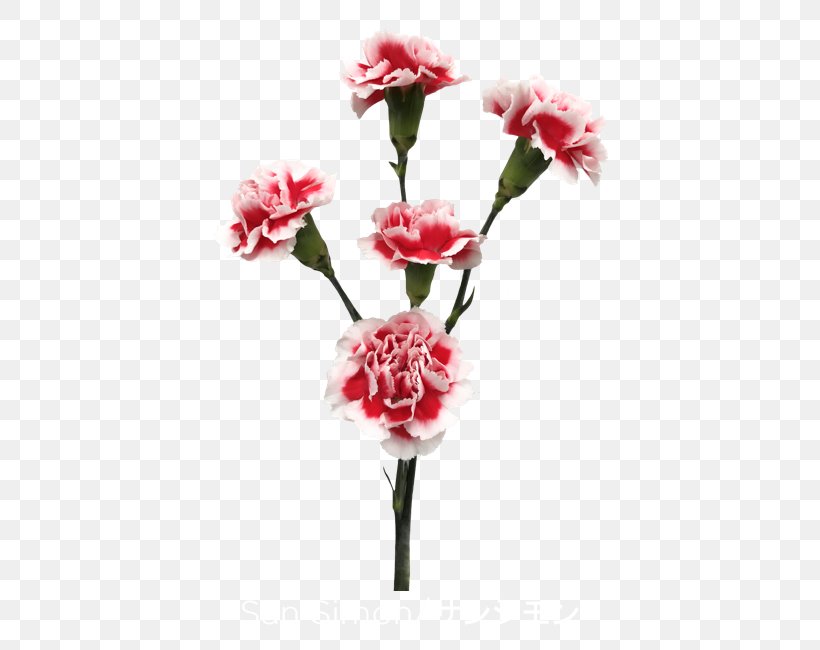 Garden Roses Cut Flowers Carnation, PNG, 600x650px, Garden Roses, Artificial Flower, Blossom, Botany, Bouquet Download Free