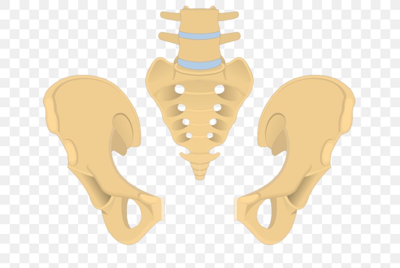 Pubis Hip Bone Superior Pubic Ramus Obturator Foramen Inferior Pubic Ramus, PNG, 745x550px, Watercolor, Cartoon, Flower, Frame, Heart Download Free