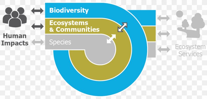 Sand Engine Ecosystem Services Natural Environment Biodiversity, PNG, 1075x517px, Ecosystem, Area, Biodiversity, Bioindicator, Biology Download Free