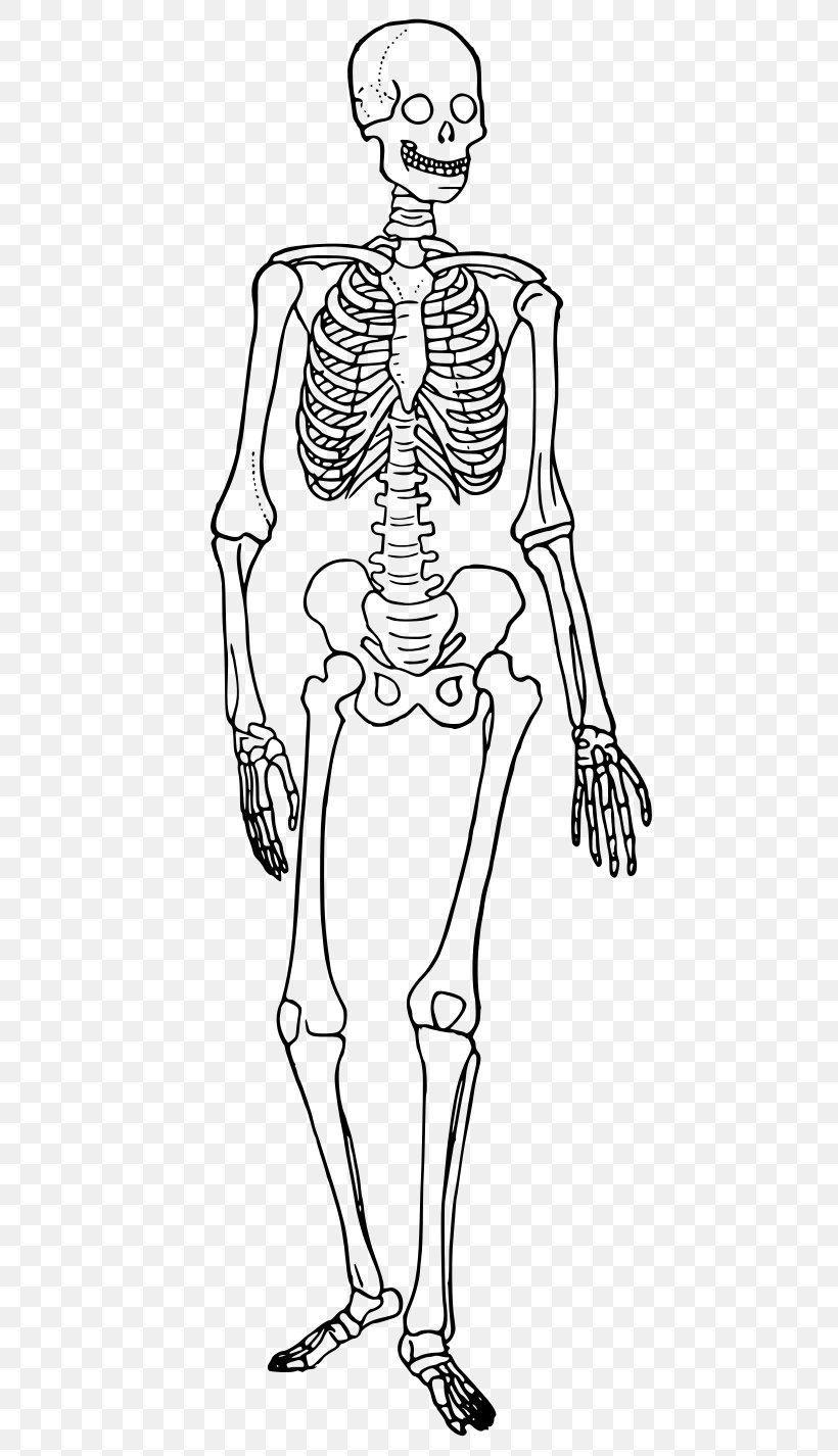 The Human Skeleton The Skeletal System Bone, PNG, 492x1426px