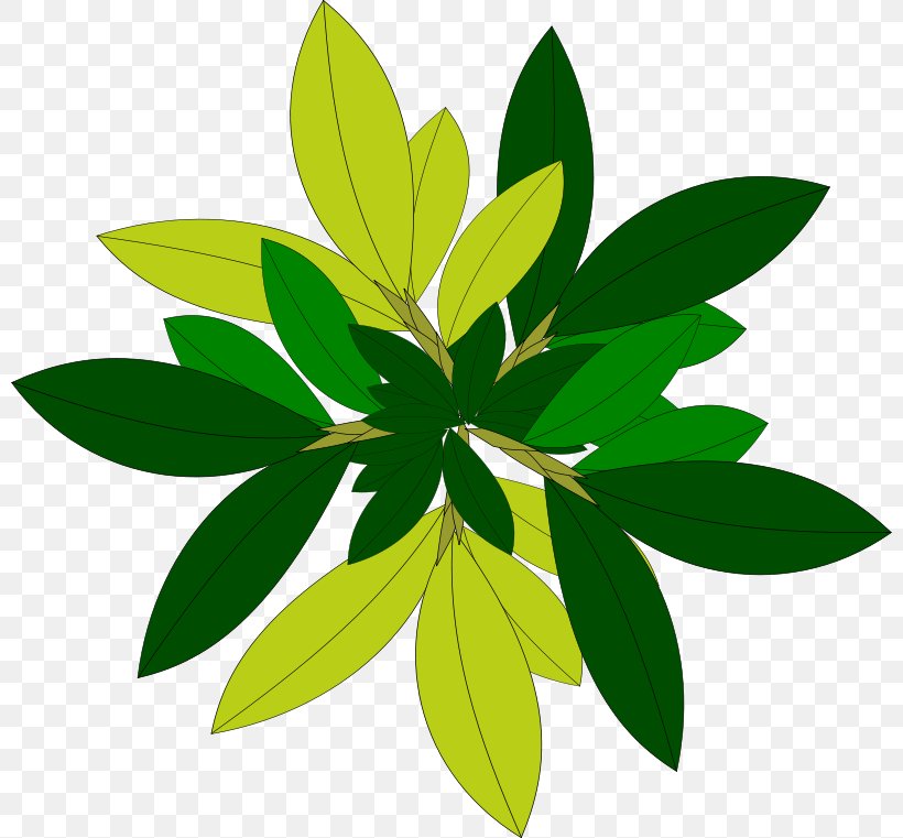 Tree Plant Clip Art, PNG, 800x761px, Tree, Arecaceae, Drawing, Flower, Green Download Free