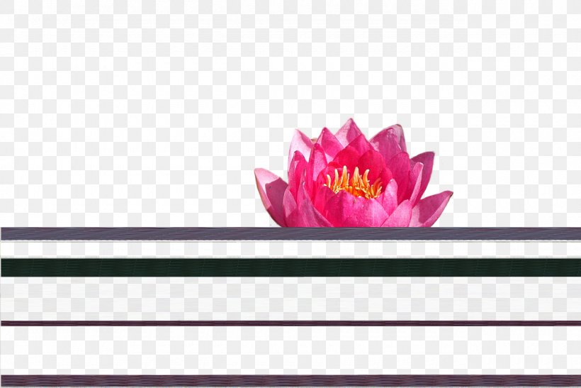 Floral Design Magenta Flowering Plant, PNG, 1280x854px, Floral Design, Flower, Flowering Plant, Magenta, Petal Download Free