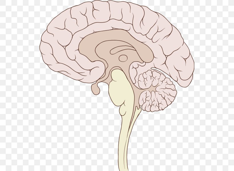 Human Brain Sagittal Plane Brainstem Anatomy, PNG, 543x600px, Watercolor, Cartoon, Flower, Frame, Heart Download Free