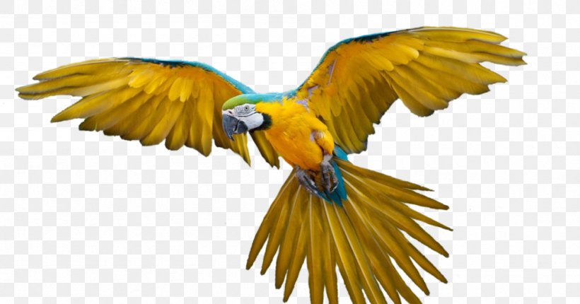 Parrot Bird Flight Bird Flight Macaw, PNG, 999x525px, Parrot, Australian King Parrot, Beak, Bird, Bird Flight Download Free