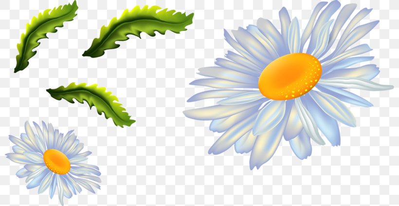 Chrysanthemum Indicum Euclidean Vector Flower, PNG, 800x423px, Chrysanthemum Indicum, Chrysanthemum, Chrysanths, Daisy, Daisy Family Download Free