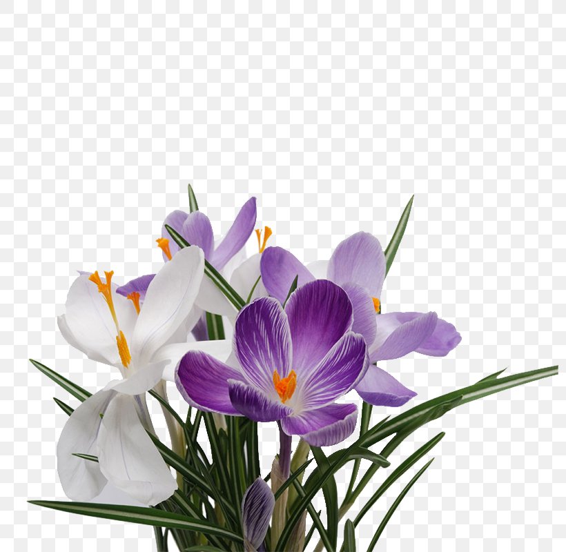 Flower Snowdrop Raster Graphics, PNG, 800x800px, Flower, Crocus, Cut Flowers, Floral Design, Floristry Download Free