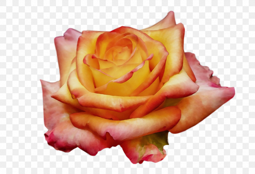 Garden Roses, PNG, 1748x1194px, Watercolor, Cabbage Rose, Closeup, Cut Flowers, Floribunda Download Free