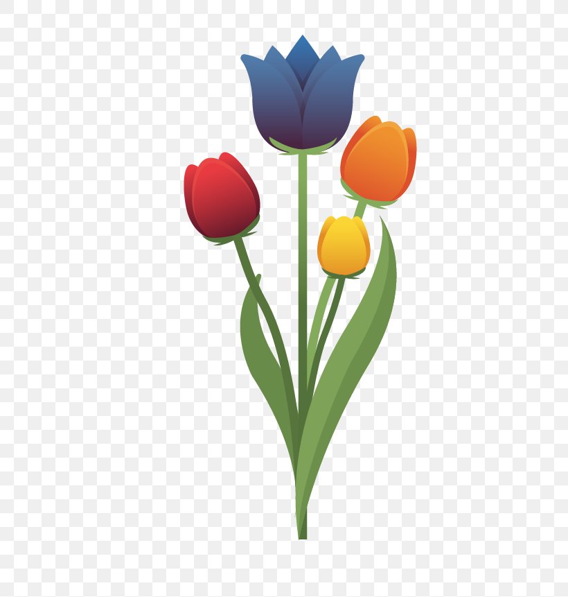 Netherlands Tulip Flower, PNG, 679x861px, Netherlands, Europe, Flower, Flowering Plant, Heart Download Free