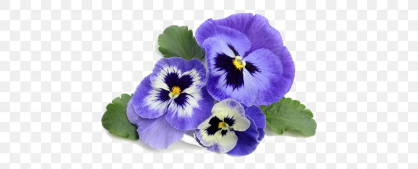 Pansy Violet Flower Stock Photography, PNG, 500x332px, Pansy, Annual Plant, Floral Scent, Flower, Flowering Plant Download Free