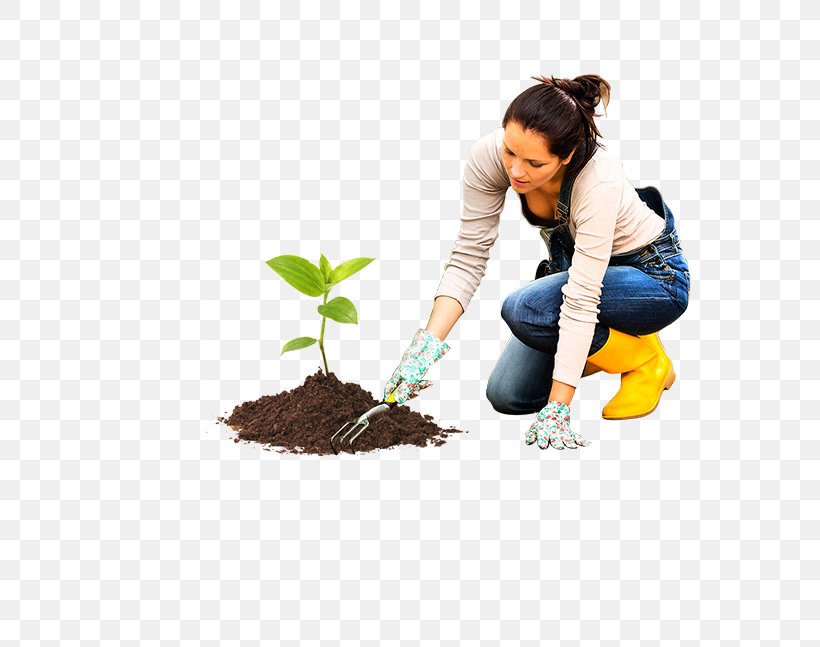 Seedling Soil Botanical Illustration Plant Stem, PNG, 586x647px, Seedling, Botanical Illustration, Botany, Depositphotos, Epicotyl Download Free